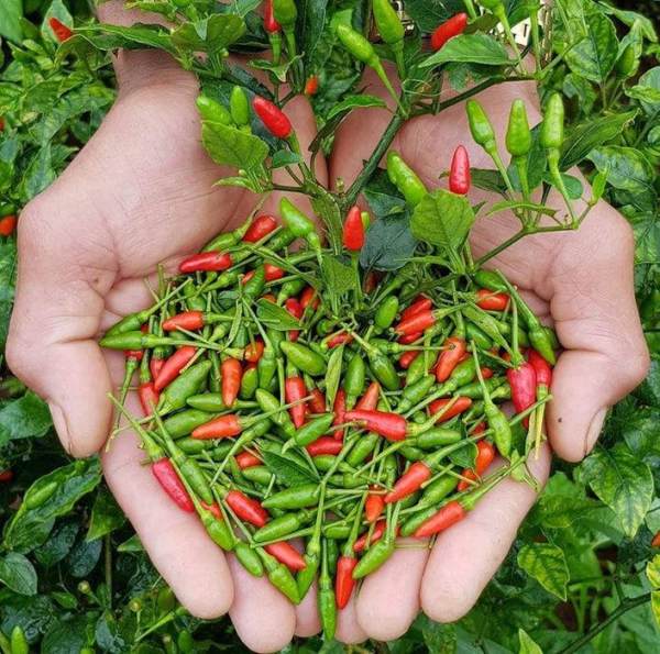 Mơ thấy quả ớt Mơ thấy quả ớt