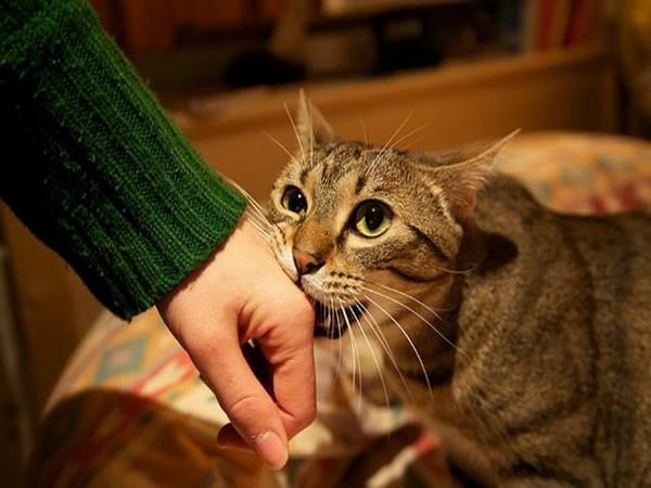 Mơ thấy mèo cắn tay có ý nghĩa gì