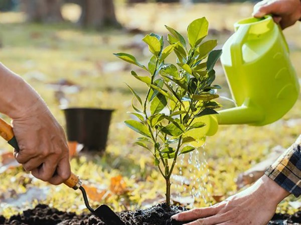 Mơ thấy trồng cây đánh số mấy lộc lá, có thông điệp gì?