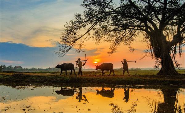 mơ thấy về quê (1)