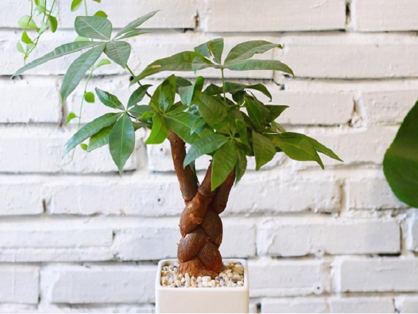 Cây kim ngân là cây phong thủy hợp tuổi Dậu 1981