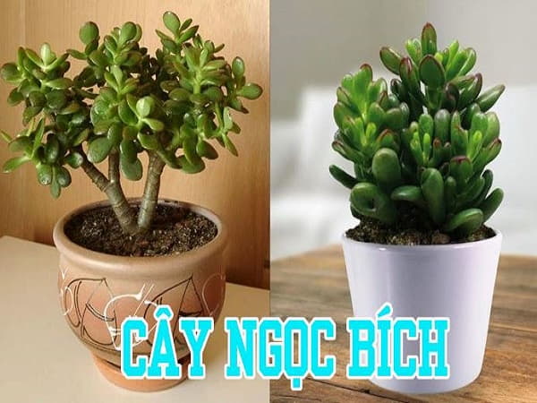 Cây phong thủy tuổi Dậu 1981 là cây ngọc bích