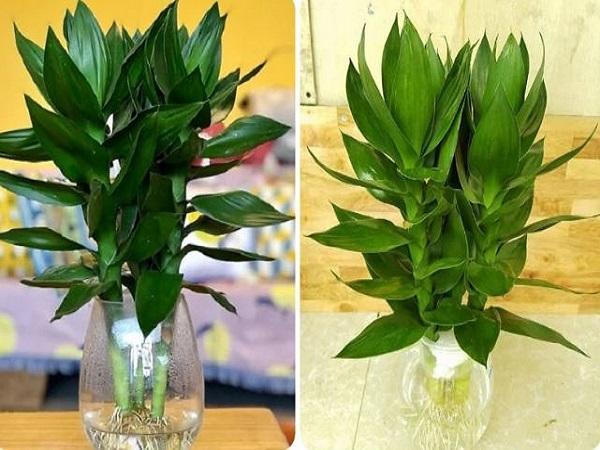 Vậy cây Phát Tài Búp Sen hợp mệnh gì?