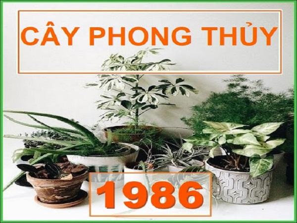 Cách chọn cây phong thủy theo mệnh cho tuổi Dần 1986