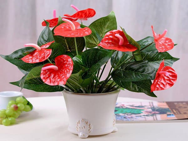 Ý nghĩa phong thủy của cây Hồng Môn