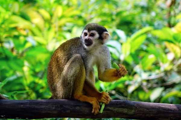 Con số may mắn tuổi Thân 23/5/2025 có giúp đổi vận?