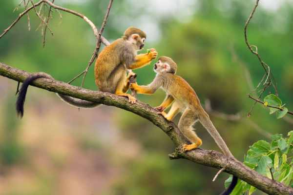 Con số may mắn tuổi Thân 23/5/2025 có giúp đổi vận?