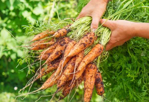 Mơ thấy củ cà rốt hé lộ gì về bước ngoặt sự nghiệp?