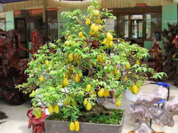 Ngủ mơ thấy quả khế rụng đầy đất
