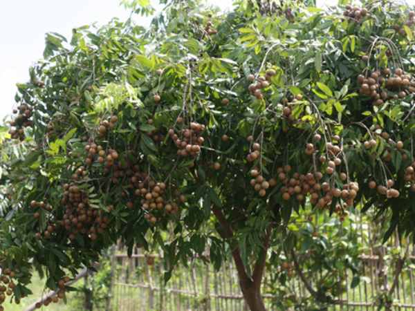 Mơ thấy người khác hái nhãn trong vườn mình