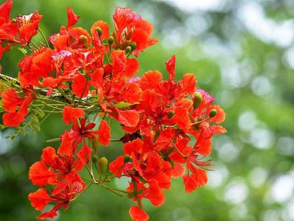 Giấc mơ thấy hoa phượng đỏ là điềm báo lành hay dữ?