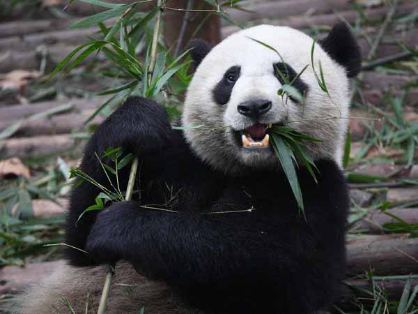 Giải mã giấc chiêm bao thấy mình nuôi gấu