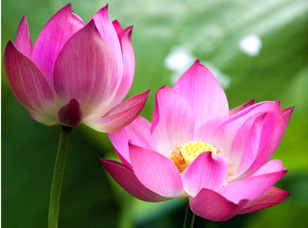 Mơ thấy ao sen đầy hoa