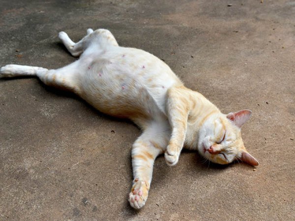 Ngủ mơ thấy mèo chết có phải điềm xui sắp đến?