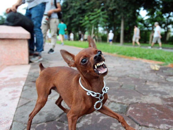 Ngủ mơ thấy chó dại cảnh báo điềm gì sắp đến?