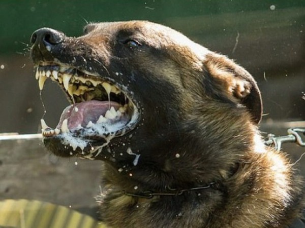 Ngủ mơ thấy chó dại cảnh báo điềm gì sắp đến?