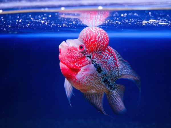 Giải mã điềm báo thú vị khi nằm mơ thấy cá la hán