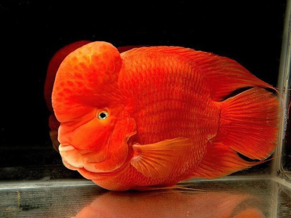 Giải mã điềm báo thú vị khi nằm mơ thấy cá la hán