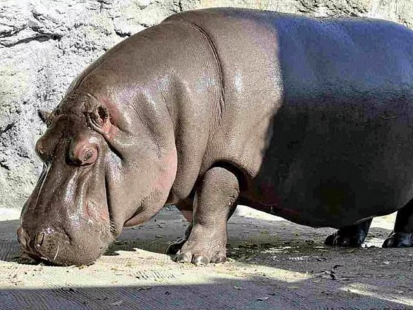 Ngủ mơ thấy con hà mã báo mộng trước điềm gì?