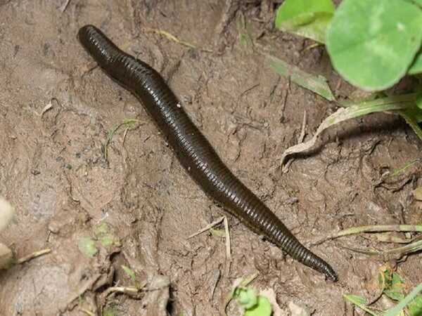 Mộng mị thấy một hồ rất nhiều đỉa