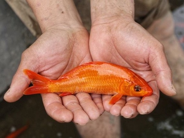 Mộng thấy cá chép vàng hóa rồng