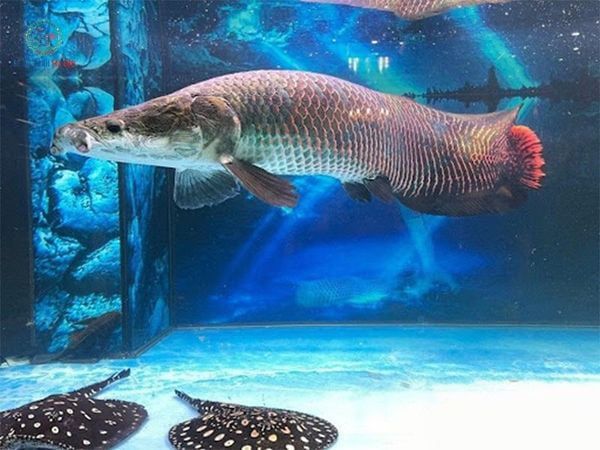 Mơ thấy cá hải tượng là điềm báo cát lành hay tai họa?