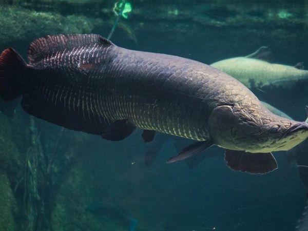 Mơ thấy cá hải tượng màu sắc rực rỡ, tươi sáng