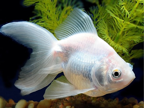 Chiêm bao thấy cá trắng nhảy lên bờ