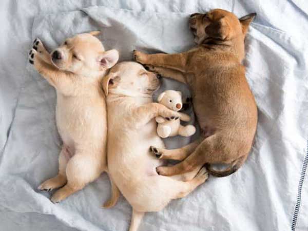 Ngủ mơ thấy chó dại cảnh báo điềm gì sắp đến?