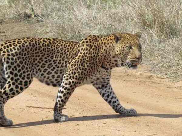 Chiêm bao thấy con báo rình rập mình