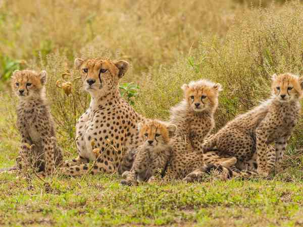 Mơ thấy con báo bị thương