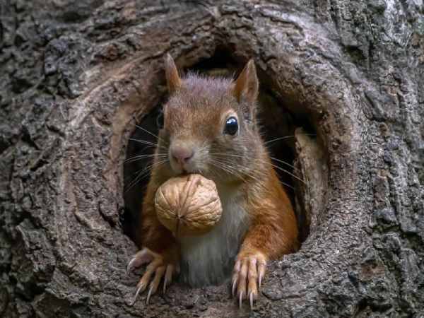 Mơ thấy con sóc cắn mình là điềm gì?