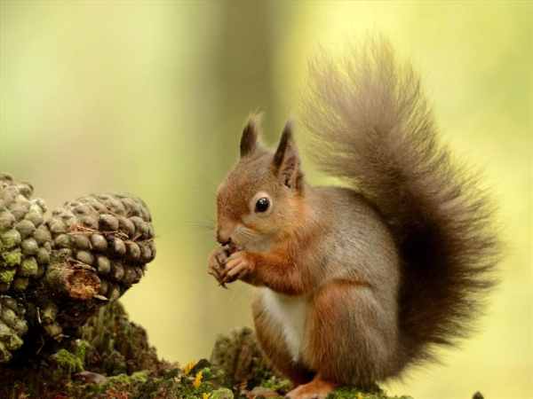 Chiêm bao thấy con sóc nhảy nhót trước mặt