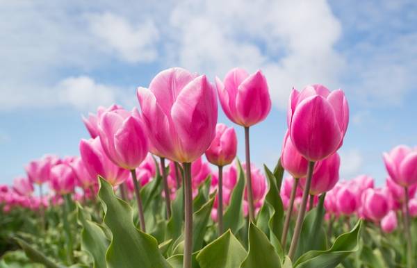 Bí ẩn giấc mơ thấy hoa tulip về tiền bạc ít người biết