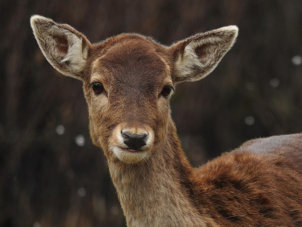 Ngủ mơ thấy con nai có điềm gì, tích cực hay tiêu cực?