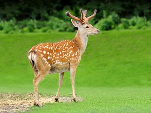 Ngủ mơ thấy con nai có điềm gì, tích cực hay tiêu cực?