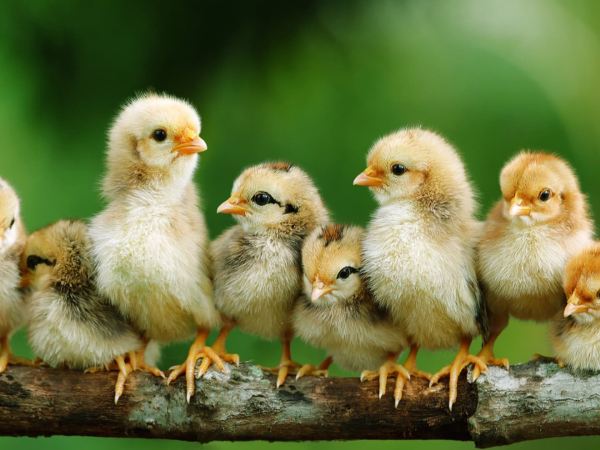 Nằm mơ thấy đàn gà con mới nở