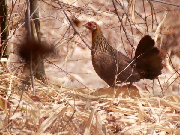 Giải mã giấc mơ thấy gà rừng theo góc nhìn tâm lý học