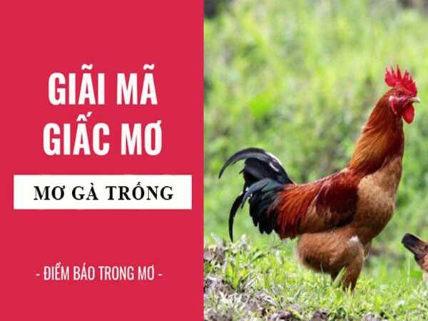 Nằm mơ thấy gà trống là xui hay may có số nào rước lộc?