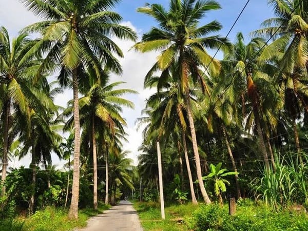 Giải mã chi tiết các giấc mơ thấy cây dừa có ý nghĩa gì