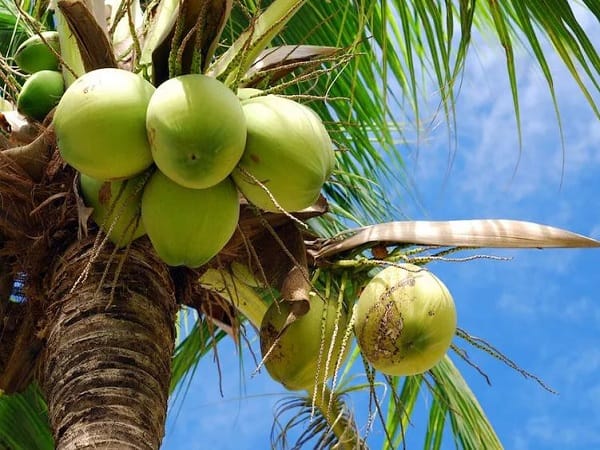 Nằm mơ thấy cây dừa có ý nghĩa gì, tốt xấu, số gì may?