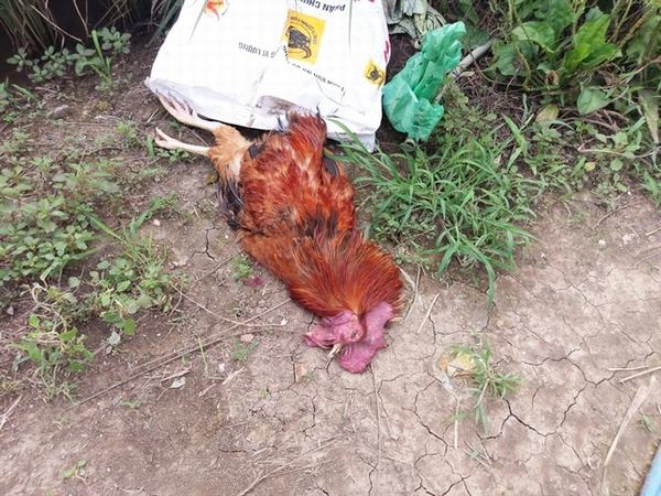 Nằm mơ thấy gà chết có điềm gì có số gì may mắn