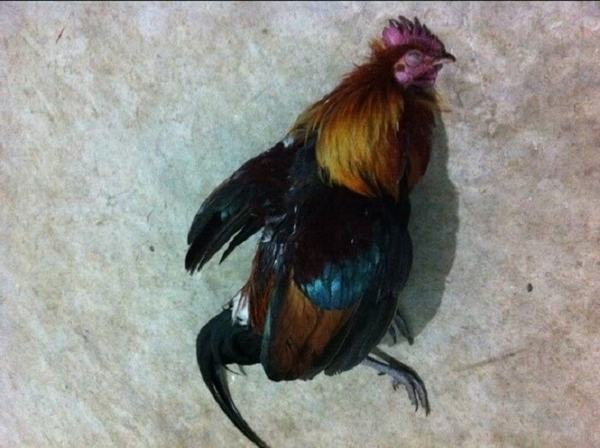 Nằm mơ thấy gà chết có điềm gì có số gì may mắn