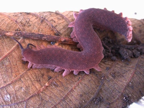 Nằm mơ thấy sâu màu xanh, sâu màu đen có số gì