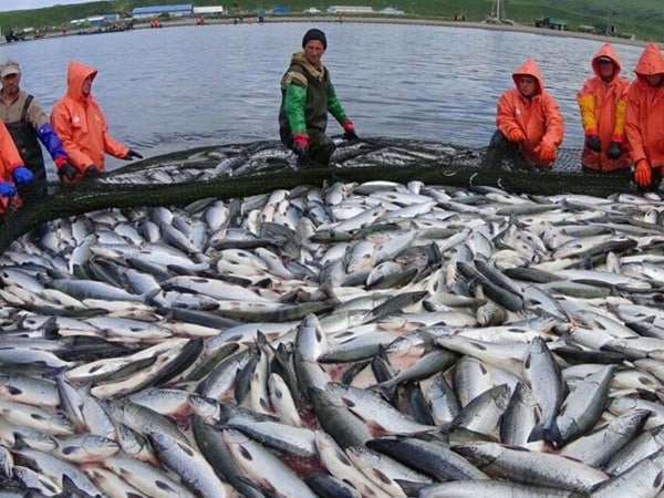 Giải mã nằm mơ thấy đi bắt cá đánh con gì trúng thưởng?