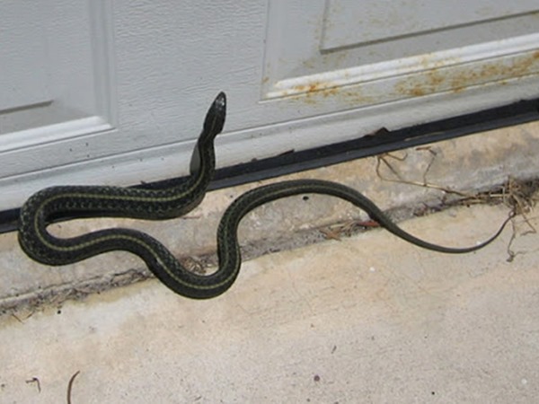 Mơ thấy rắn vào nhà là điềm gì, có sao không?