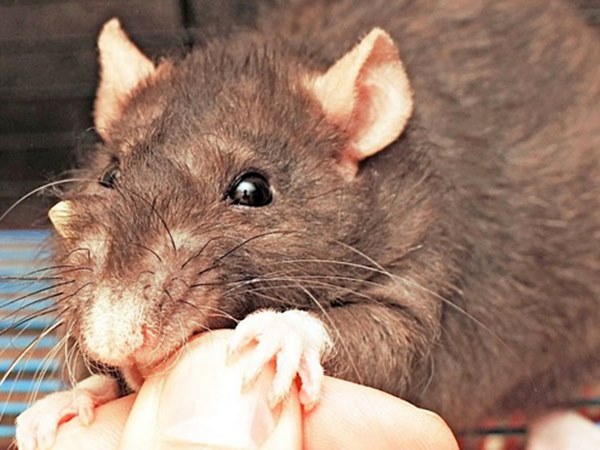 Nằm mơ thấy chuột cắn tay con gì chuẩn, là điềm gì?