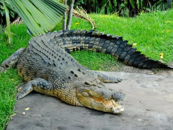 Nằm mơ thấy cá sấu là điềm gì may mắn hay xui xẻo