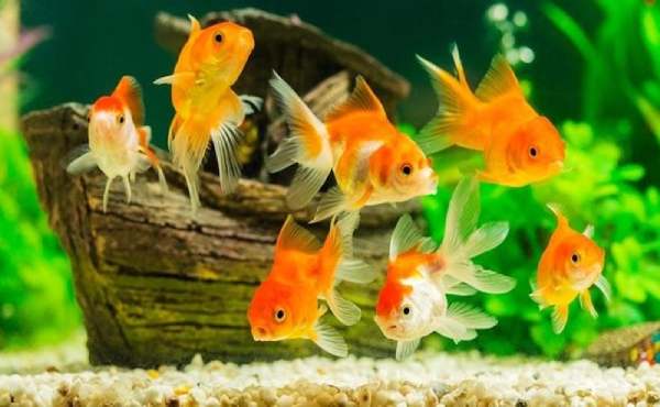 Bí mật tài lộc khi nằm mơ thấy nhiều cá là điềm gì?