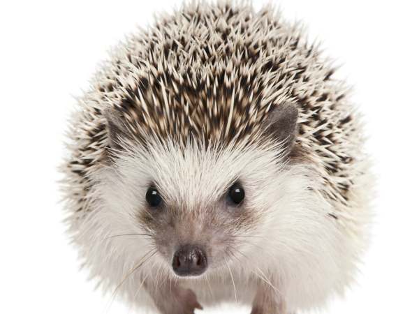 Ý nghĩa con nhím số mấy mang lại tài lộc và may mắn?